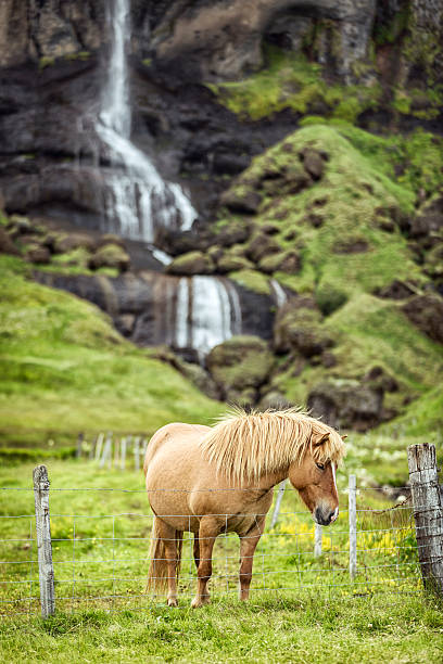Stock photo of an Icelandic horse and a waterfall in a beautiful scandinavian landscape.