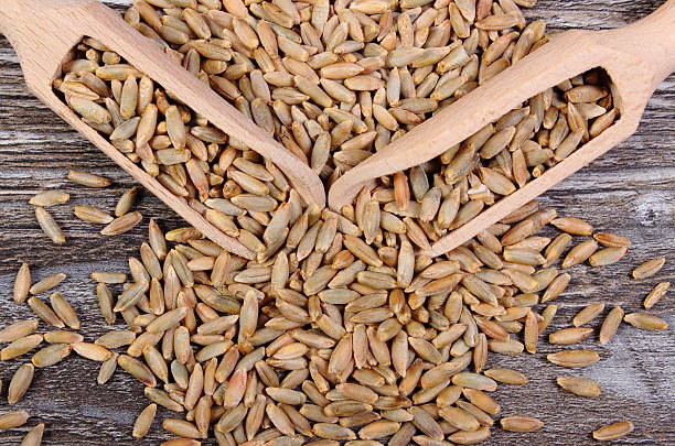 Heap of organic whole rye grain with wooden spoon lying on wooden background