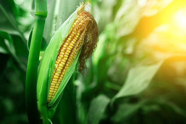 fresh cob of ripe corn on green field at sunset - agriculture close up corn corn on the cob imagens e fotografias de stock