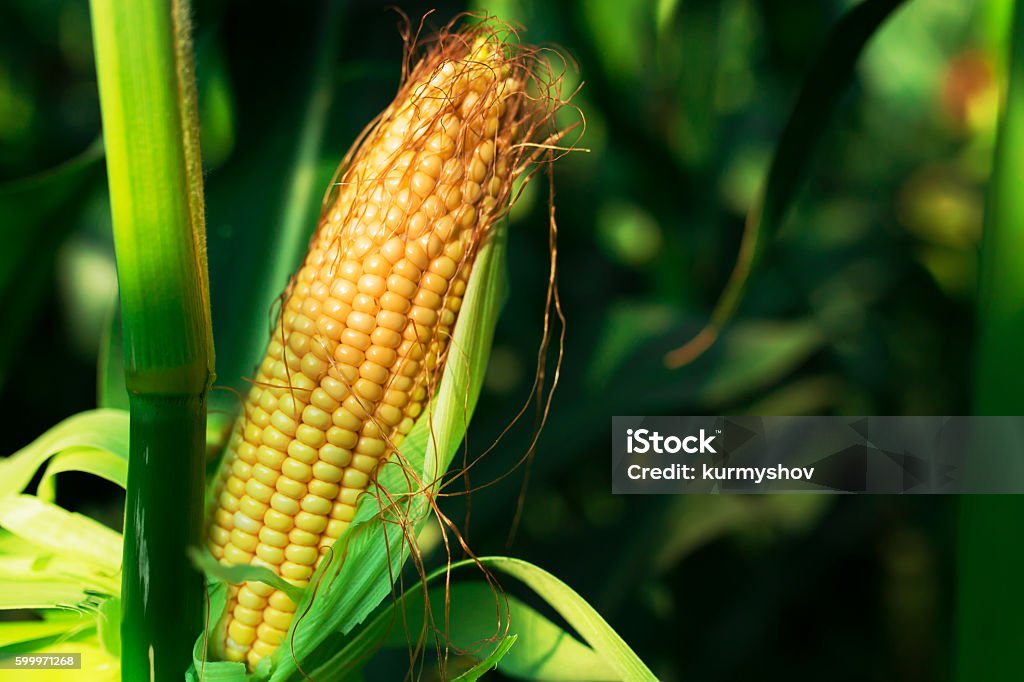 Fresh cob of ripe corn on green field at sunset Corn Stock Photo