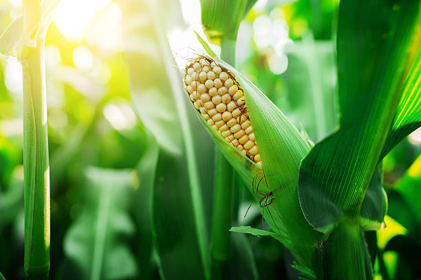 fresh cob of ripe corn on green field at sunset - sweetcorn bildbanksfoton och bilder