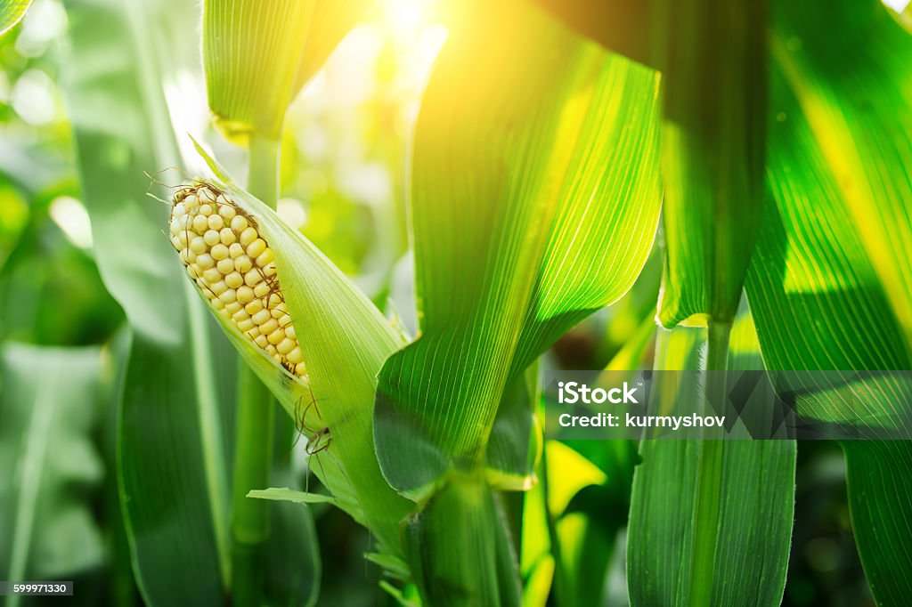 Épi frais de maïs mûr sur champ vert au coucher du soleil - Photo de Maïs libre de droits