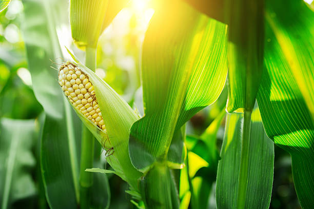 fresh cob of ripe corn on green field at sunset - agriculture close up corn corn on the cob imagens e fotografias de stock