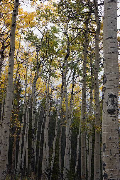 istock Aspen grove in Colorado 599971630