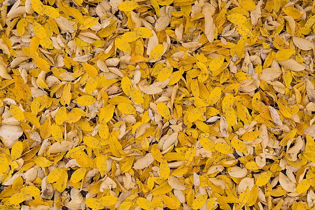 istock autumn yellow leaves 599971854