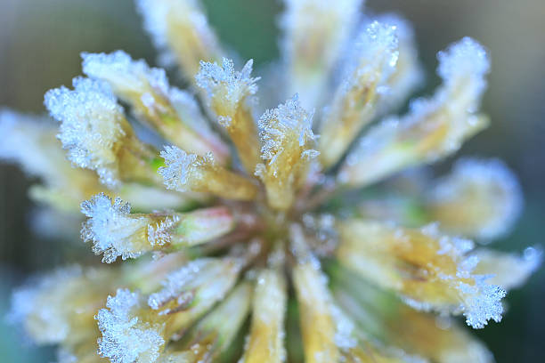 istock Abstract  flower macro shot with dew drops. 599972604
