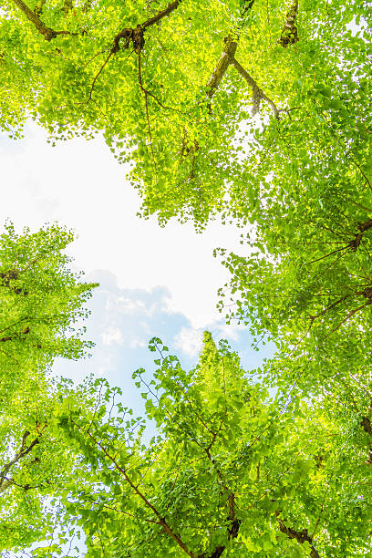istock Ginkgo of fresh green 599973128