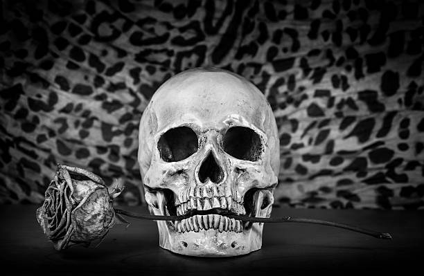 Still life, Black and white of human skull with dry red rose in teeth on wooden table, Art and background