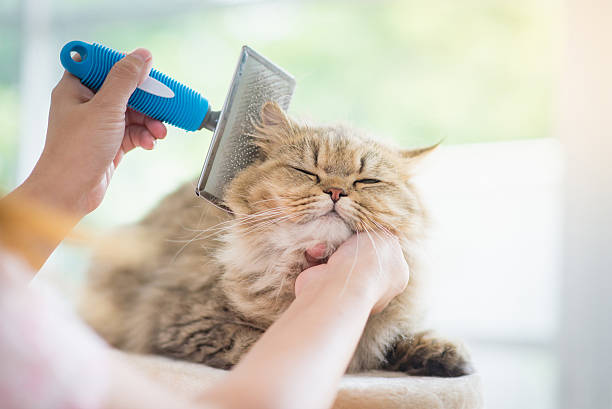 mujer usando un cepillo de peine el gato persa - kitten color image cute feline fotografías e imágenes de stock