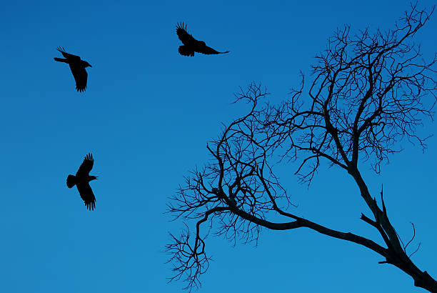 istock Silhouette of a crows flying against bright sky 599974914