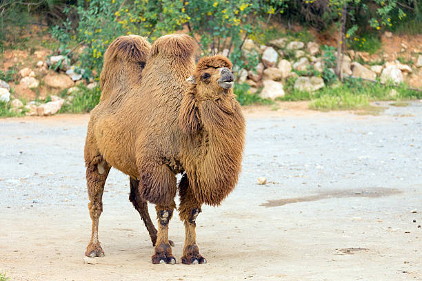 camelo bactriano (camelus bactrianus) - bactrianus imagens e fotografias de stock