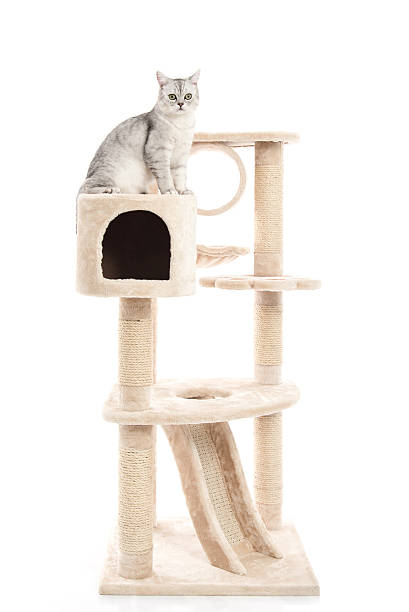istock Cute cat lying on cat tower 599975878