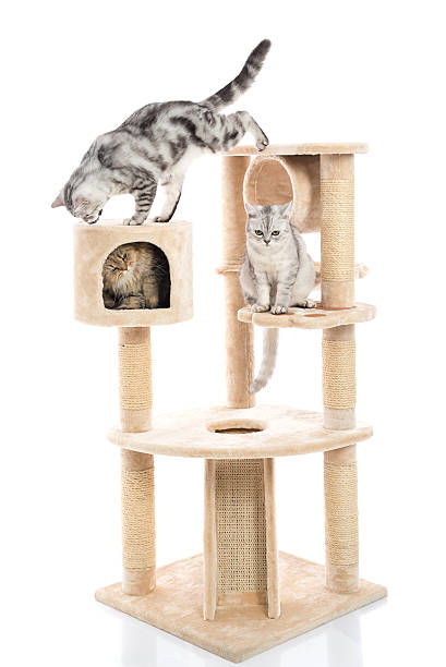 istock Cute cat lying on cat tower 599975988