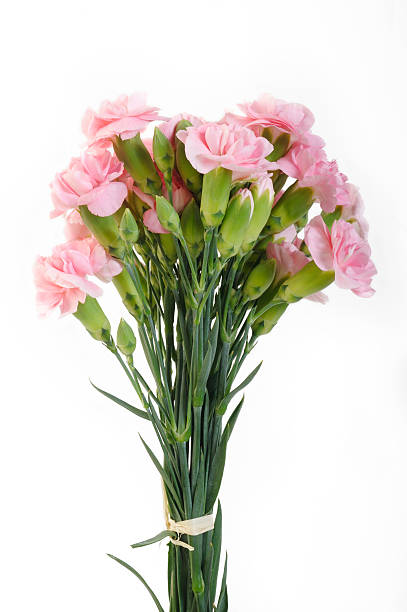 istock pink carnation flowers 599976374
