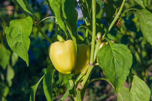 istock Green peppers growing in the garden. 599976396