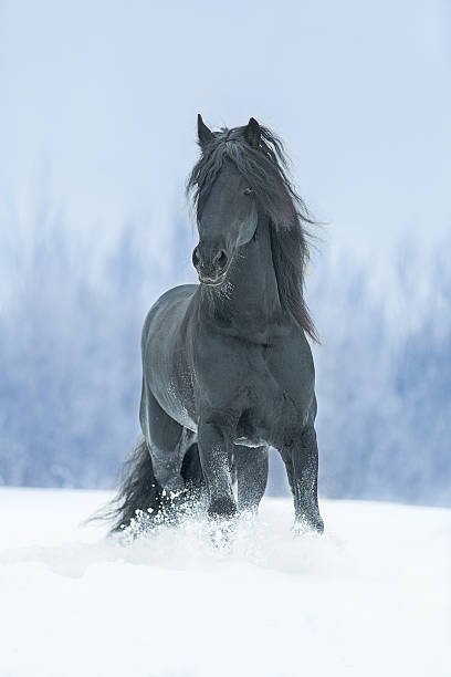 черный жеребец. - winter snow livestock horse стоковые фото и изображения