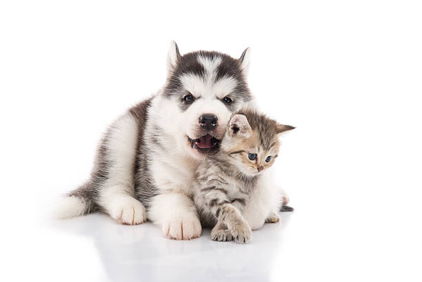 istock Cute siberian husky puppy cuddling cute kitten 599976582