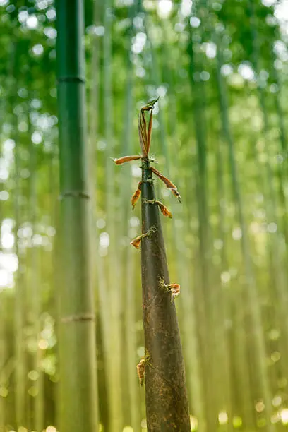 Bamboo shot at Arashiyama bamboo-forest in sagano kyoto japan