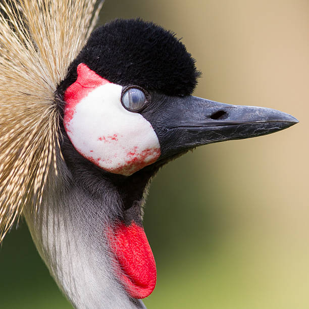 istock Close-up of a crowned crane 599977072
