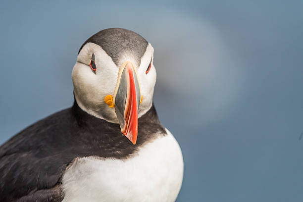 istock Puffins on the Latrabjarg cliffs, West Fjords, Iceland 599977270