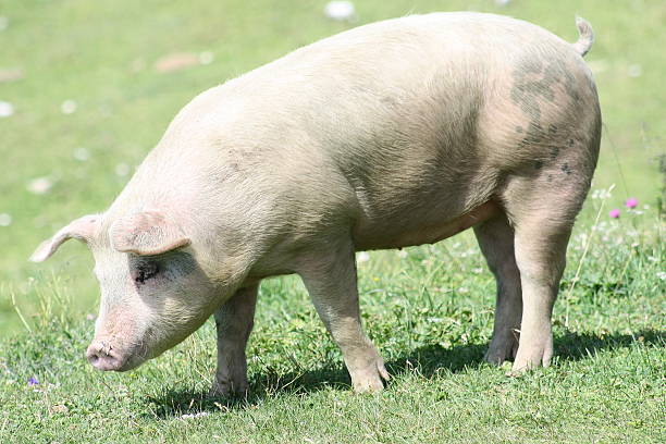 istock Pig grazing in mountain meadows 599977604