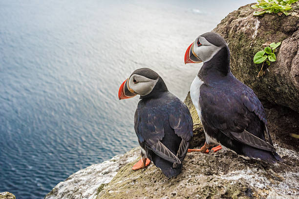 Puffin couple in front of their burrow on the Latrabjarg cliffs, West Fjords, Iceland