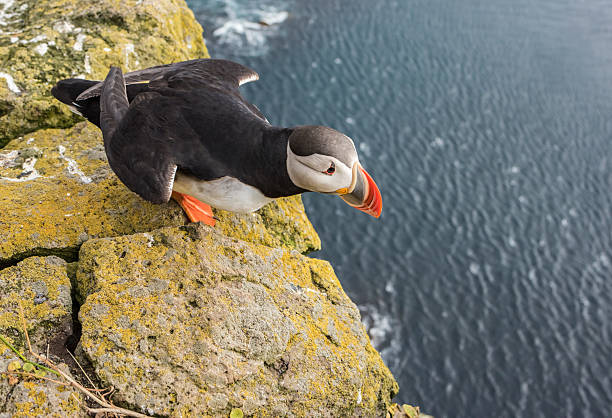 istock Puffin, Latrabjarg cliffs. West Fjords, Iceland 599977800