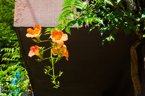Stock photo showing orange flowers of flamevine in sunshine being grown as climbing plants, ornamental vines over metal framed pergola spanning a paved garden pathway.