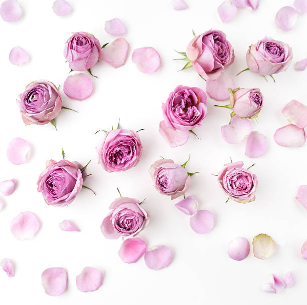 istock Pink roses and petals scattered on white background. Flat lay 599978622