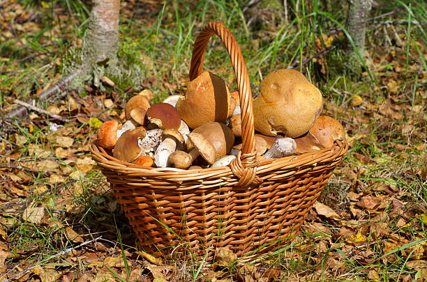 istock Basket with mushrooms in forest 599978710