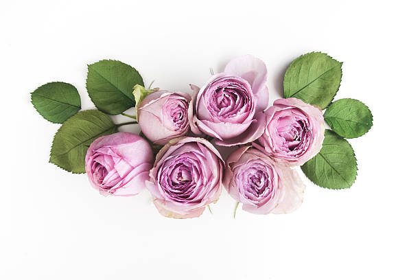 istock Purple roses on white background. Flat lay. Top view 599978856