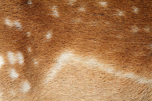 istock textured fur of a fallow deer 599983292