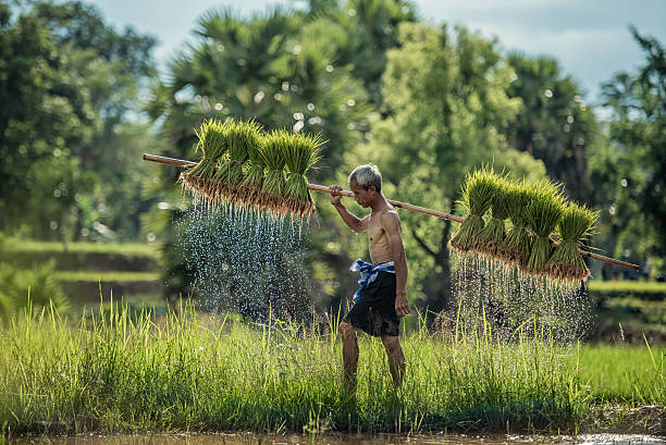Hard Work Farmer in Rice green fields holding rice baby. stock photo