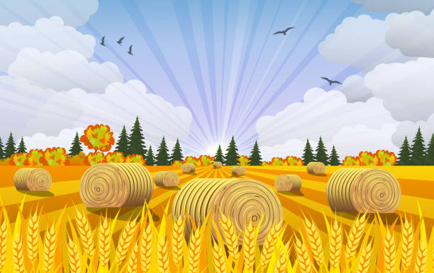 필드에 건초 더미와 시골 풍경. - wheat sunset bale autumn stock illustrations