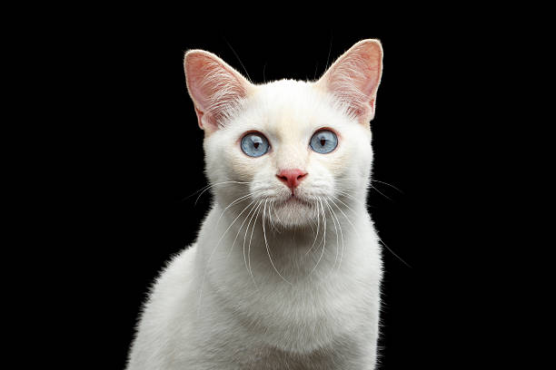 istock Beautiful breed without Tail Mekong Bobtail Cat Isolated Black Background 599983582