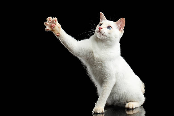 istock Beautiful breed without Tail Mekong Bobtail Cat Isolated Black Background 599983652