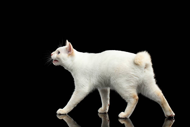 istock Beautiful breed without Tail Mekong Bobtail Cat Isolated Black Background 599983884