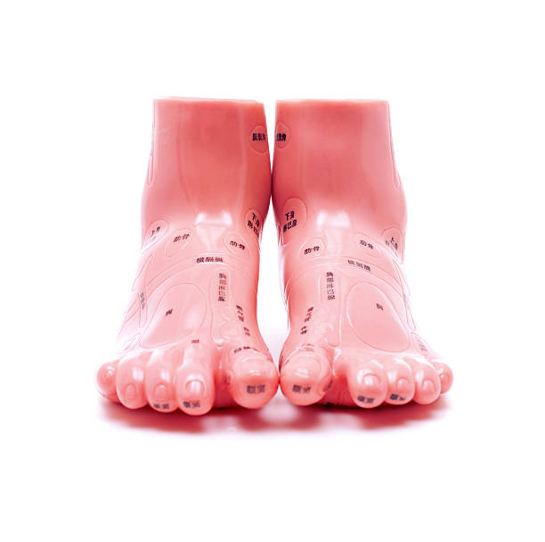 modelo de massagem nos pés isolado no fundo branco - reflexology human foot acupuncture diagram - fotografias e filmes do acervo