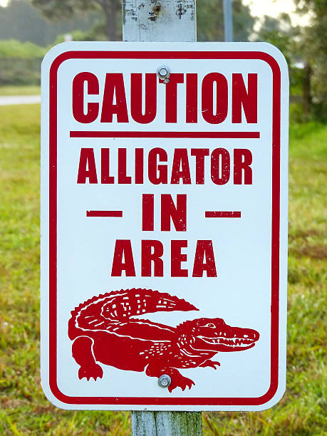 istock Alligator in the area caution sign 599984174