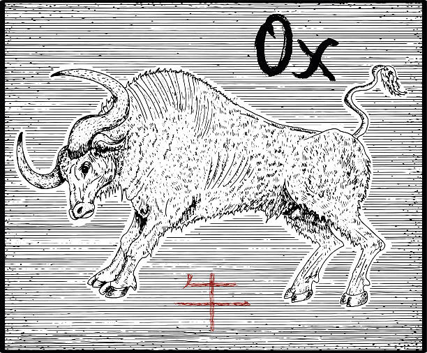 istock Engraved illustration of zodiac symbol with ox and lettering 599984514