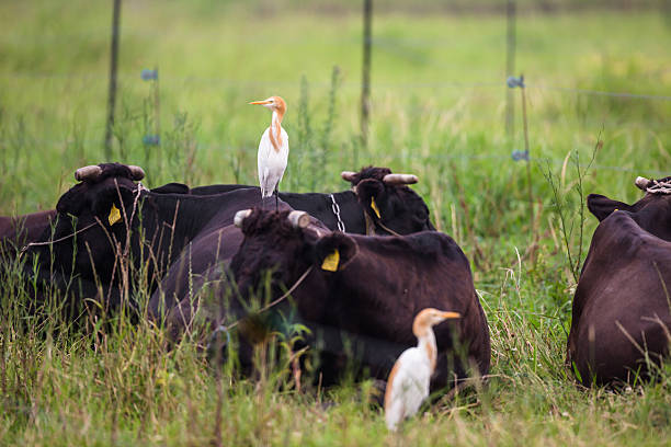 istock Good relationship of cattle and Cattle Egret 599984530