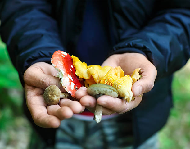 istock Mushrooms in hands of a man 599986620