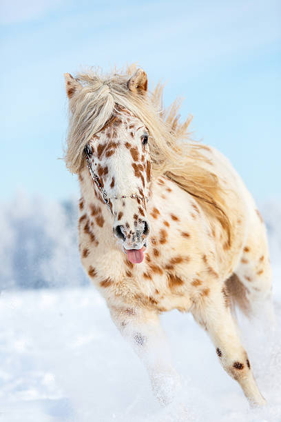 istock Appaloosa pony 599987894