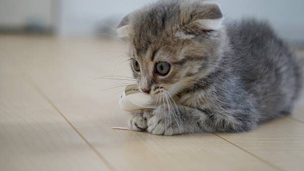 istock Kitten of a Scottish fold 599989102