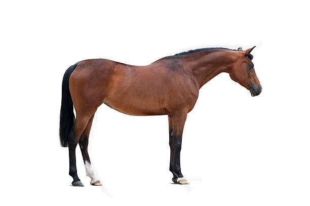 istock bay arabian mare isolated over a white background 599989280