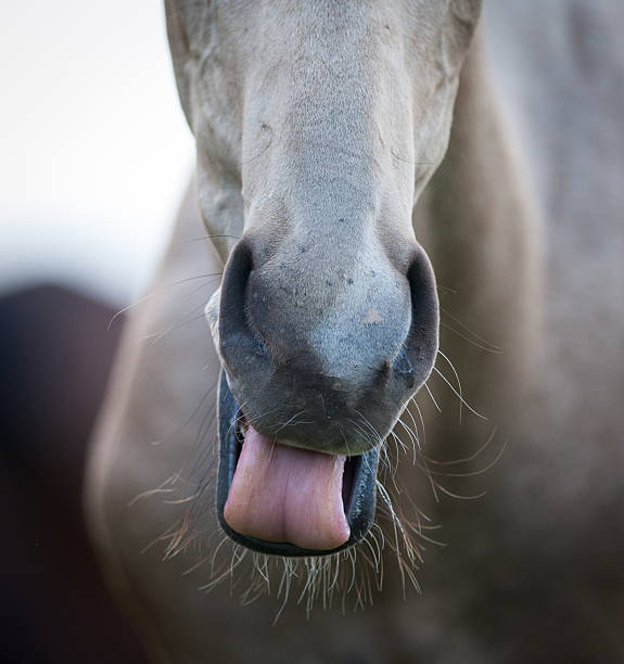 istock Funny horse showing tongue 599989454