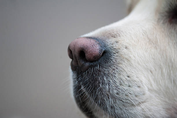 istock golden retriever dog's nose 599990014