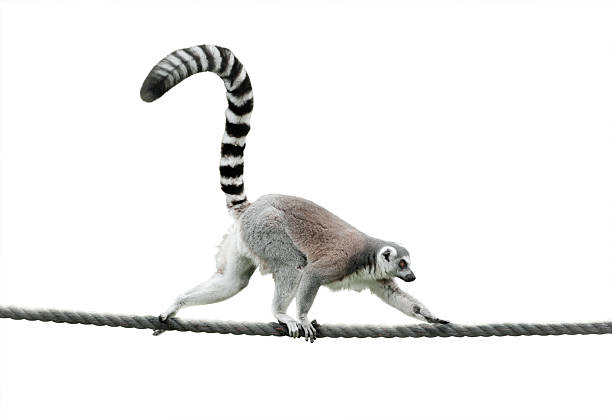 ring-tailed lemur walking on a rope ring-tailed lemur walking on a rope isolated over a white background lemur catta stock pictures, royalty-free photos & images