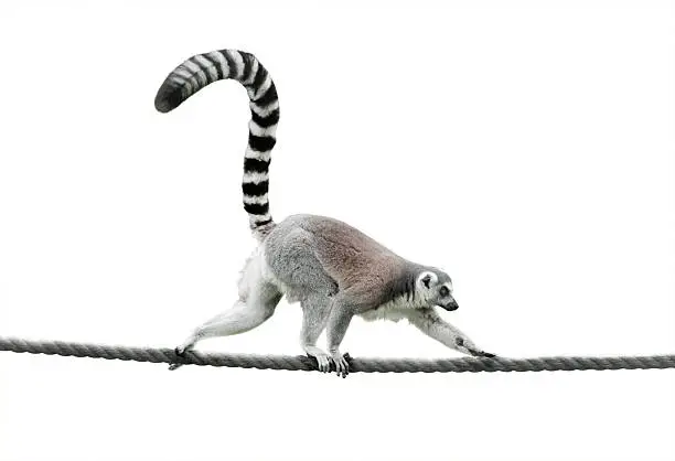Photo of ring-tailed lemur walking on a rope
