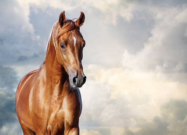 chestnut arabian horse portrait against the cloudy skies